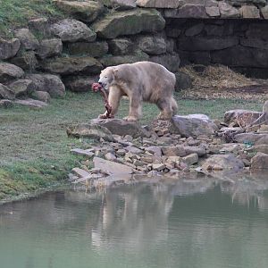 Victor the polar bear. 25-1-15