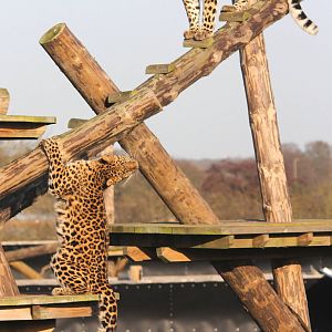 Drake and Freya. 24-1-15