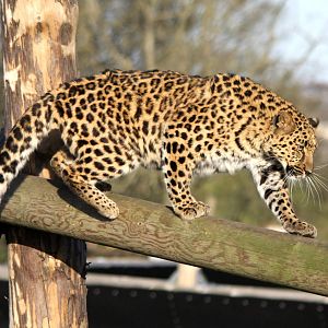 Freya,Amur Leopard 24-1-15