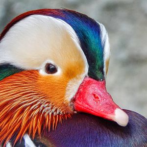 Jan. 2015 - Mahler Family Aviary - Mandarin Duck
