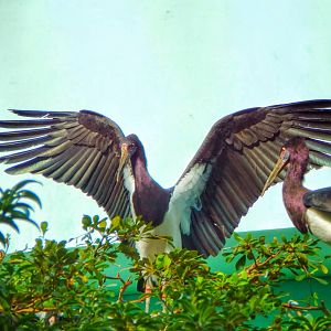 Jan. 2015 - Mahler Family Aviary - Abdims Storks