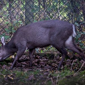 Michies tufted deer : Twycross : 31 Oct 2014