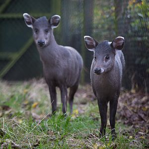 Michies tufted deer : Twycross : 31 Oct 2014