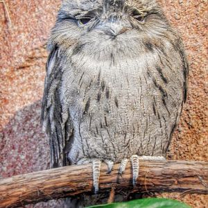Jan. 2015 - Mahler Family Aviary - Tawny Frogmouth