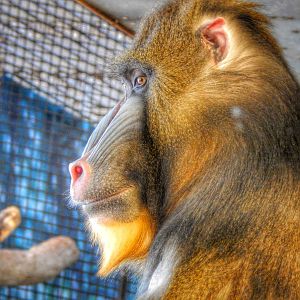Jan. 2015 - Apes of Africa + Primates of the World - Mandrill