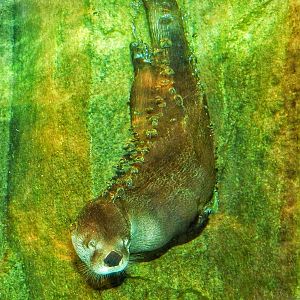 Jan. 2014 - Small Mammal House - North American River Otter