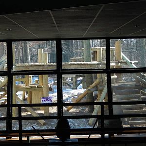 Jan. 2015 - Apes of Africa + Primates of the World - Renovated Gorilla Exhi