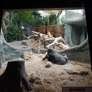 Jan. 2014 - Apes of Africa + Primates of the World - Indoor Gorilla Exhibit