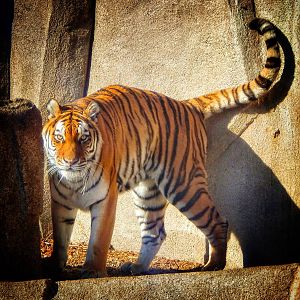 Jan. 2014 - Big Cat Country - Amur Tiger