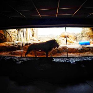 Jan. 2014 - Big Cat Country - Lion-Hyena Indoor Exhibit