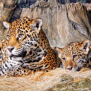 Jan. 2014 - Big Cat Country - Stella + Francisco