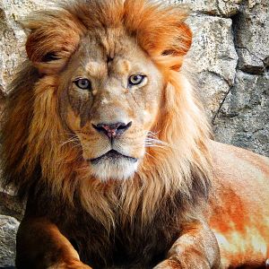 Jan. 2014 - Big Cat Country - Themba