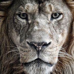 Jan. 2014 - Big Cat Country - Themba