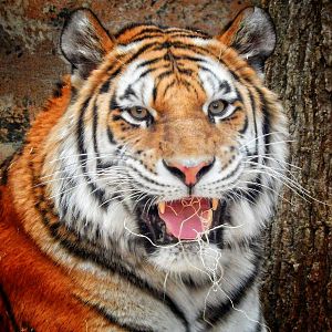 Jan. 2015 - Big Cat Country - Amur Tiger