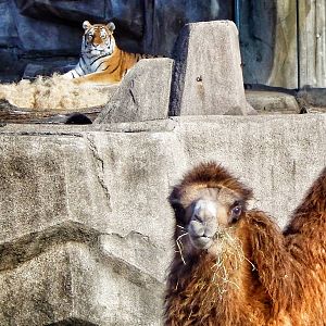 Jan. 2014 - Big Cat Country - Amur Tiger + Bactrian Camel