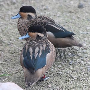 Hottentot teals