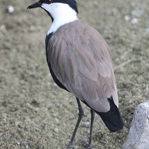 Spur-winged plover