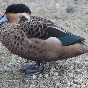 Hottentot teal