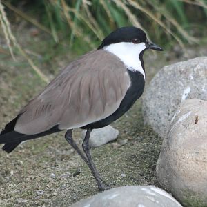 Spur-winged plover