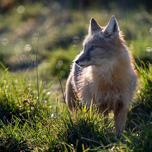 Corsac fox : Hamerton : 31 Dec 2014