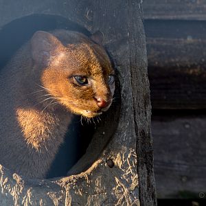 Jaguarundi : Hamerton : 31 Dec 2014