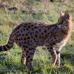 Serval : Hamerton : 31 Dec 2014