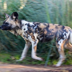 African wild dog : Africa Alive! : 02 Jan 2015