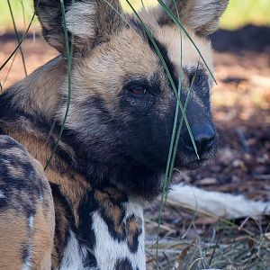 African wild dog : Africa Alive! : 02 Jan 2015