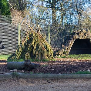 African wild dog (exhibit) : Africa Alive! : 02 Jan 2015