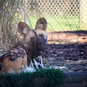 African wild dog : Africa Alive! : 02 Jan 2015