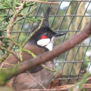 Red Whiskered Bulbul 2015