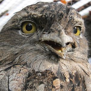 Tawny Frogmouth 2015
