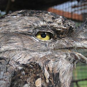 Tawny Frogmouth 2015