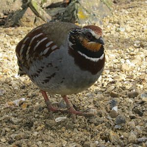 Collared Hill Partridge 2015.