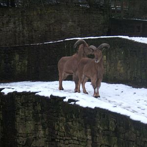 Barbary Sheep