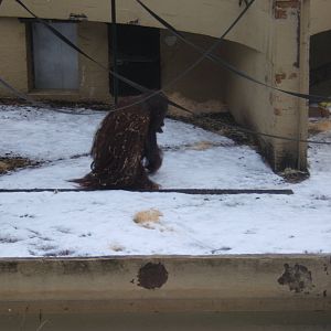 Bornean Orang-Utan in snow