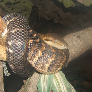 Jamaican Boa