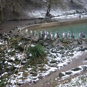 Humboldt`s Penguins