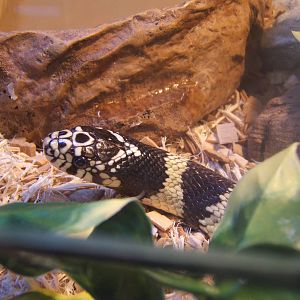Californian Kingsnake