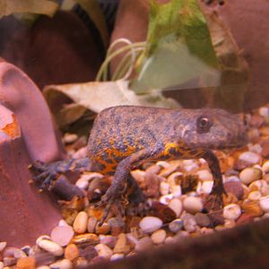 Southern Crested Newt (Triturus karalinii)