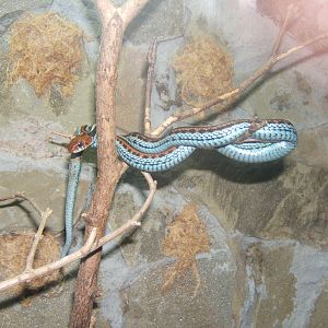 San Francisco Gartersnake