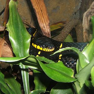 Mangrove Snake