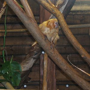 Golden Lion Tamarin