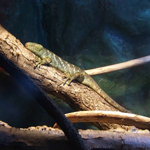 Prehensile-tailed Skink