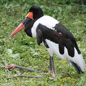 Sattle-billed stork