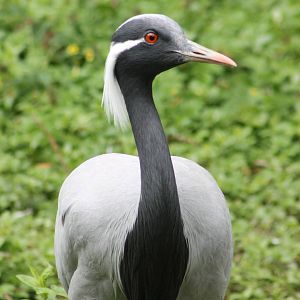 Demoiselle crane