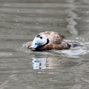 White-headed duck male