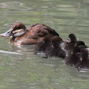 White-headed duck female with young
