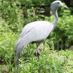 Blue crane