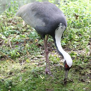 White-necked crane